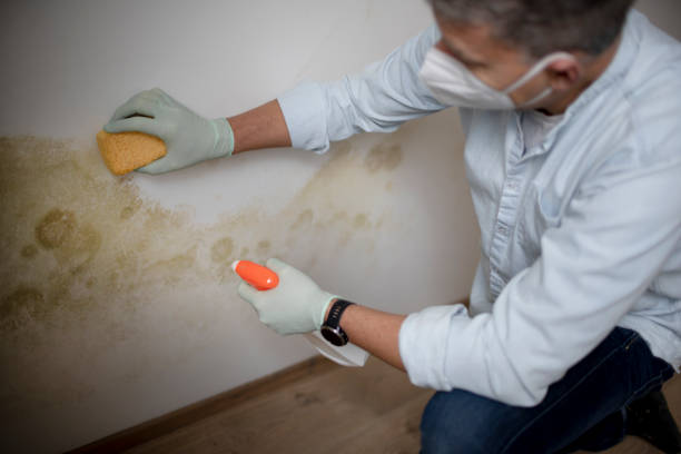 Best Attic Mold Removal  in Apopka, FL