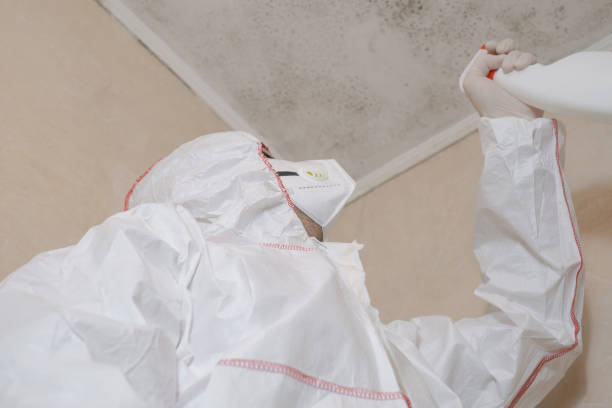 Best Mold Damage Repair  in Apopka, FL